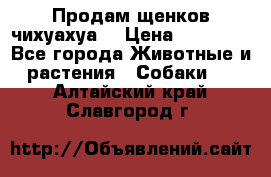 Продам щенков чихуахуа  › Цена ­ 10 000 - Все города Животные и растения » Собаки   . Алтайский край,Славгород г.